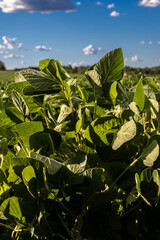 Fototapeta premium Rural landscape with fresh green soy field. Soybean field, in Brazil.