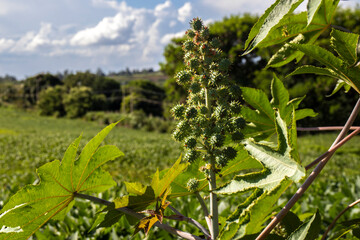 Fototapeta premium Castor beans plant on field in Brazi Castor bean seeds and flowers with selective focus