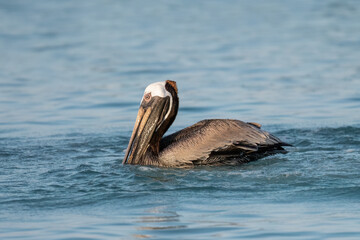 Brown Pelican in flight over Caribbean Sea