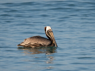 Brown Pelican in swimming in Caribbean Sea