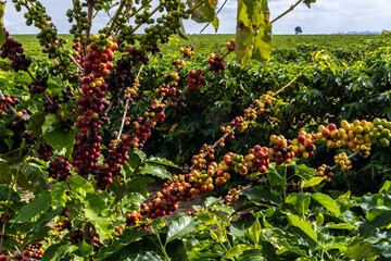 coffee beans on coffee tree on the plantation in brazilian farm. Brazil - obrazy, fototapety, plakaty