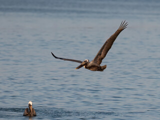 Brown Pelican in flight over Caribbean Sea