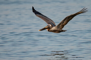 Brown Pelican in flight over Caribbean Sea
