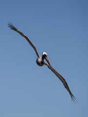 Brown Pelican in flight against blue sky