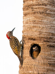 Hispaniolan woodpecker on palm tree next to the nest hole,  Dominican Republic 