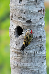 Hispaniolan woodpecker on palm tree next to the nest hole,  Dominican Republic 
