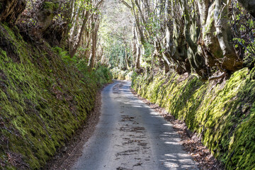 Fototapeta premium sunken lane