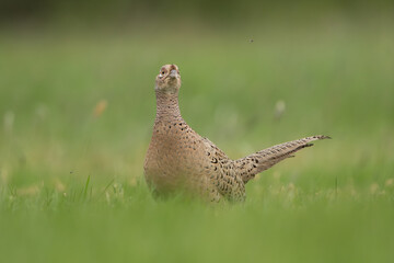 Common pheasant - Phasianus colchicus female on meadow in green grass. Photo from Lubusz Voivodeship in Poland.