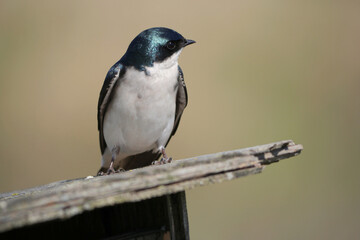 Tree swallow perched on a birdhouse during a spring season at the Pitt River Dike Scenic Point in Pitt Meadows, British Columbia, Canada