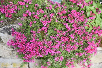 Phlox subulata en fleurs sur le muret au printemps