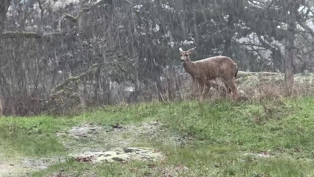 Victoria, BC, Canada - March 9, 2024: Deer standing in the woods during a heavy snow. Snow sparkles featured in video.
