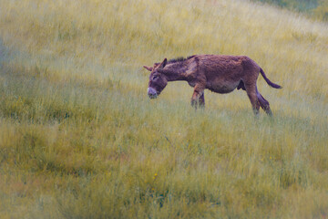brown donkey walking alone in yellow meadows - obrazy, fototapety, plakaty