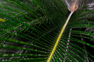 palm leaf with water drops on it showing a white background