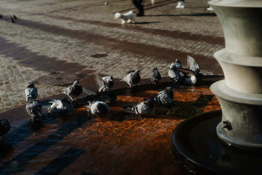 Doves Bathing in Malm&ouml; City Fountain