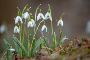 Snowdrop spring flowers.The first early snowdrop flower.White snowdrop . Galanthis in early spring...