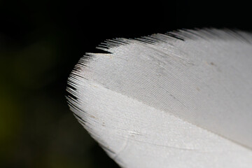 Blache duck feather in macro photography