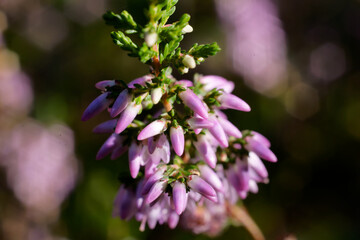 Purple heather macro close-up (erica)         