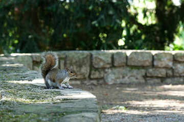 Uno scoiattolo all'interno di un parco cittadino.