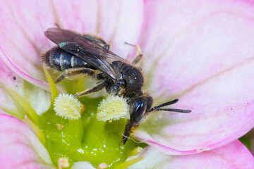Closeup on a dwarf mining bee of the Andrena minutula group, sipping nectar from a pink Saxifraga flower