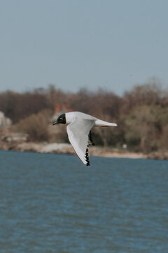 Little Gull over Lake Erie in Cleveland, OH 