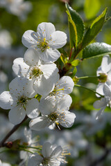 Blooming cherry tree in the spring garden. Close up of white flowers on a tree. Spring background