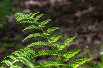 Fern is a member of a group of vascular plants that reproduce by spores and have neither seeds nor...