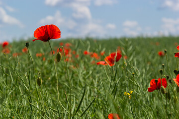 Common names for Papaver rhoeas include corn poppy, corn rose, field, Flanders, red or common poppy