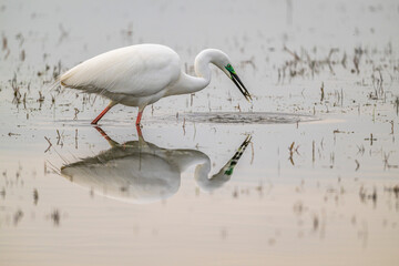 Grande Aigrette (Ardea alba) à la pêche aux tritons