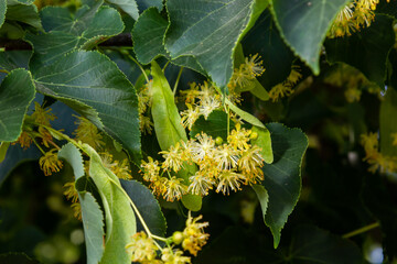 Linden flowers on a tree. Close-up of linden blossom. Blooming linden tree in the summer forest