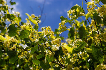 Linden tree flowers clusters tilia cordata, europea, small-leaved lime, littleleaf linden bloom....