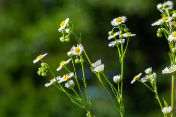 Annual fleabane Erigeron annuus, Daisy fleabane Eastern daisy fleabane herbaceous plant with closed...