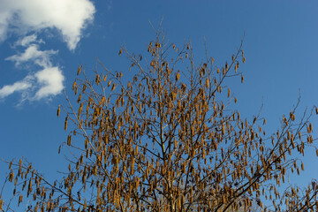 Small branch of black alder Alnus glutinosa with male catkins and female red flowers. Blooming alder in spring beautiful natural background with clear earrings and blurred background