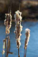 Naklejka premium Cattails bulrush Typha latifolia beside river. Closeup of blooming cattails during early spring snowy background. Flowers and seed heads of fluffy cattail