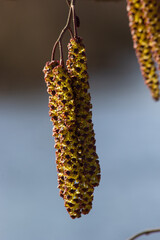 Fototapeta premium Small branch of black alder Alnus glutinosa with male catkins and female red flowers. Blooming alder in spring beautiful natural background with clear earrings and blurred background