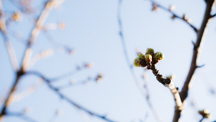 A tree branch with small buds contrasts against the vivid blue sky in this springtime scene.