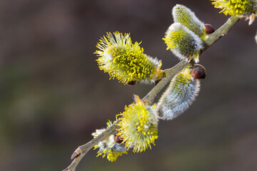 Willow Salix caprea branch with coats, fluffy willow flowers. Easter. Palm Sunday. Goat Willow...