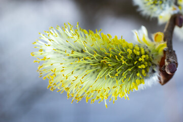 Willow Salix caprea branch with coats, fluffy willow flowers. Easter. Palm Sunday. Goat Willow Salix caprea in park, Willow Salix caprea branches with buds blossoming © Oleh Marchak