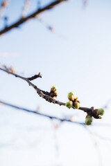 A tree branch with small buds contrasts against the vivid blue sky in this springtime scene.