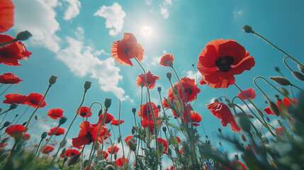 Obraz premium Field of Dreams, Poppy Flowers Painting the Landscape,Blooms of Bliss,Poppy Flowers Swaying in the Meadow,Meadow Melody, Vibrant Poppy Flowers Dancing in the Breeze,Nature's Palette.