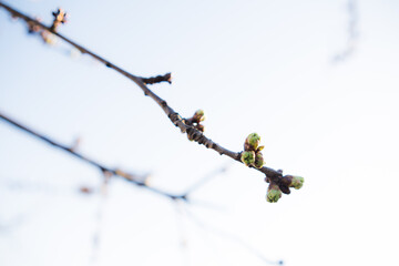 A tree branch with small buds contrasts against the vivid blue sky in this springtime scene.