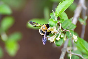 Spring Flowers, Carpenter Bee Pollenating Elaeagnus