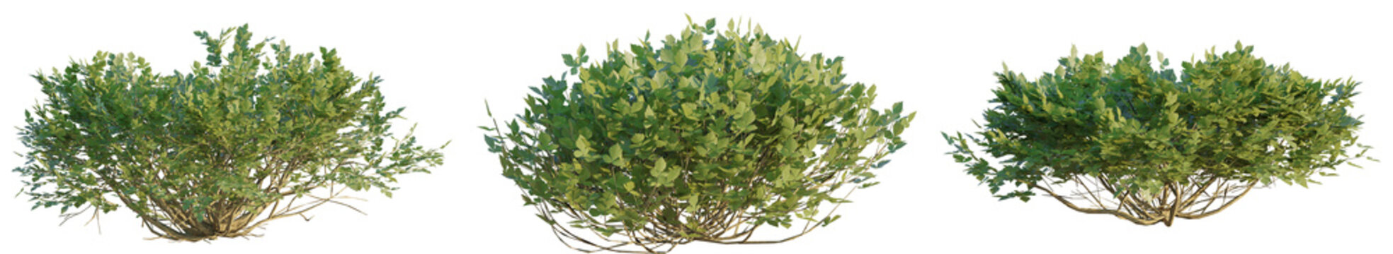  Rhus Aromatica 4K png cutout