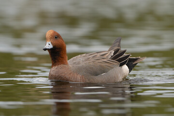 Eurasian wigeon, European wigeon, widgeon, wigeon - Mareca penelope swimming in pond with colorful water in background. Photo from Lubusz Voivodeship in Poland.	
