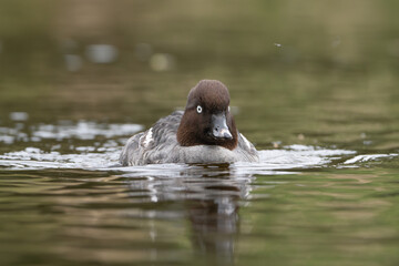 Common goldeneye or goldeneye - Bucephala clangula female swimming in water at green background. Photo from Lubusz Voivodeship in Poland.	