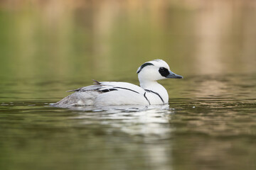 Smew - Mergellus albellus male swimming in colorful water. Photo from Lubusz Voivodeship in Poland.