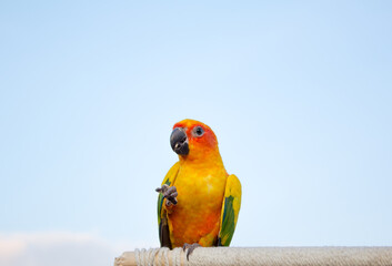 The yellow parrot holds seeds, has a sky background. © 100yDesign