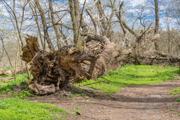 Fallen dry tree in old growth primeval forest. Decayed rotten trunk lie in woodland. Natural...