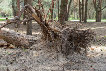 Fallen dry tree in old growth primeval forest. Decayed rotten trunk lie in woodland. Natural disasters by the wind. Adversity in wildlife and problem of ecology dead rotten plant. Environmental.