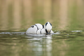 Smew - Mergellus albellus male swimming in water with colorful background. Photo from Lubusz...