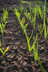 Garlic sprouts growing in rows in rich soil, illuminated by early morning light.